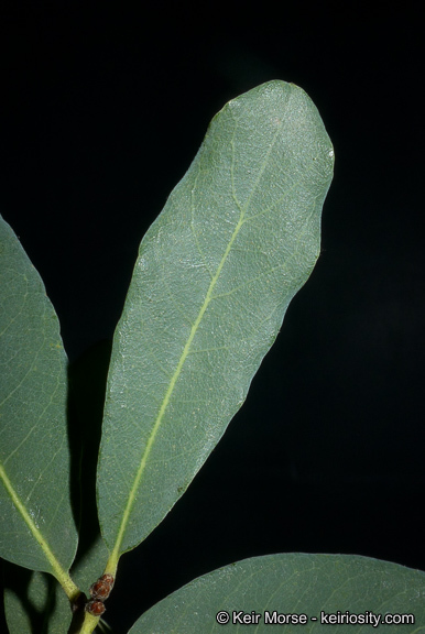 Слика од Quercus engelmannii Greene