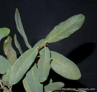 Image of Engelmann oak