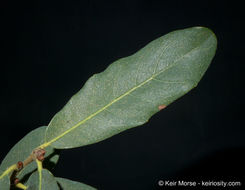 Image of Engelmann oak