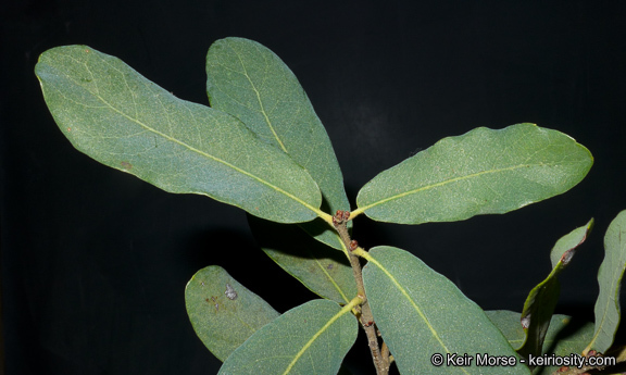 Слика од Quercus engelmannii Greene