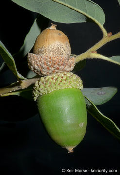 Image of Engelmann oak