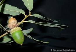 Слика од Quercus engelmannii Greene