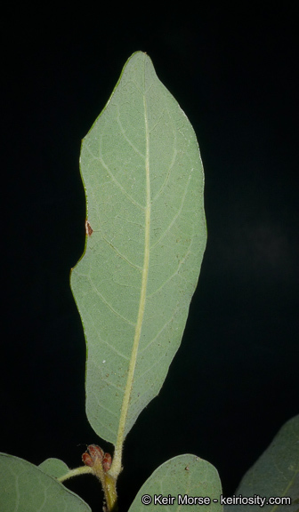 Image of Engelmann oak