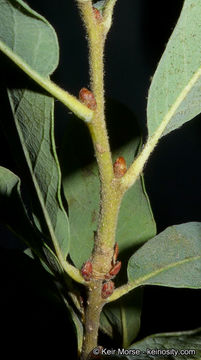 Image of Engelmann oak