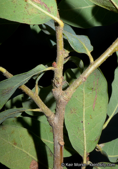 Слика од Quercus engelmannii Greene