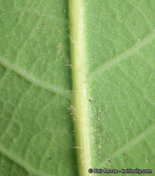 Image of Engelmann oak