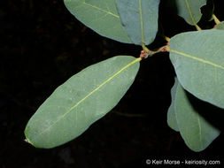 Image of Engelmann oak