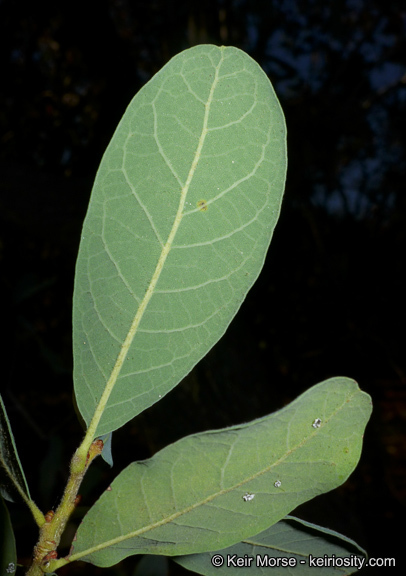 Слика од Quercus engelmannii Greene