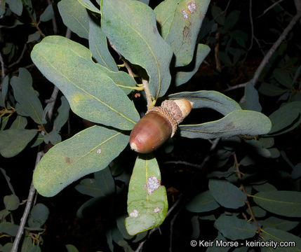 Image of Engelmann oak