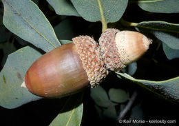 Слика од Quercus engelmannii Greene