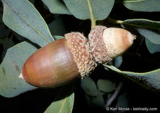 Image of Engelmann oak