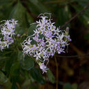Imagem de Garberia heterophylla (Bartram) Merr. & Harper