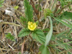 Image of <i>Sida abutifolia</i>