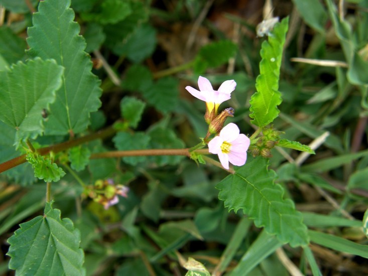 Plancia ëd Melochia pyramidata L.