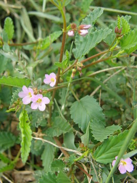 Image of Pyramid-Flower