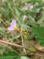 Image of Pyramid-Flower