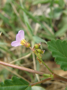 Plancia ëd Melochia pyramidata L.