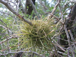 Image of ball moss