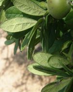 Image of Texas persimmon