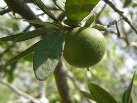 Image de Diospyros texana Scheele