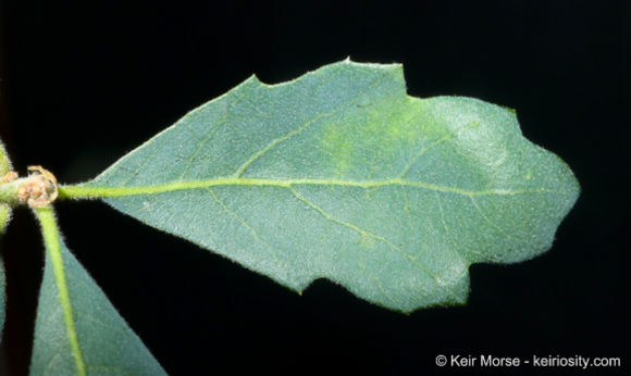 Image of blue oak