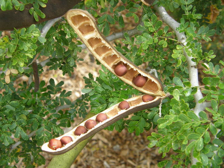 Image of Ebony Blackbead