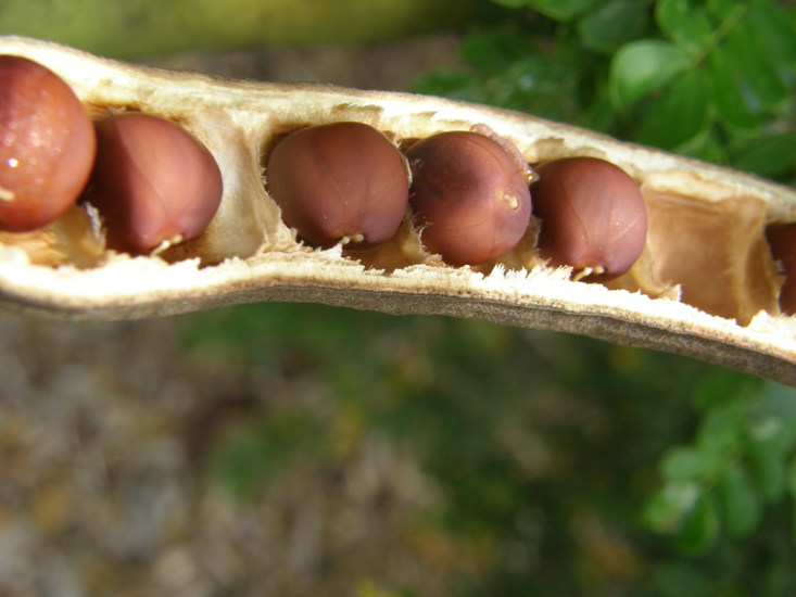 Image of Ebony Blackbead