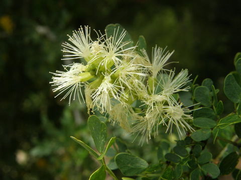 Plancia ëd Ebenopsis ebano (Berland.) Barneby & J. W. Grimes