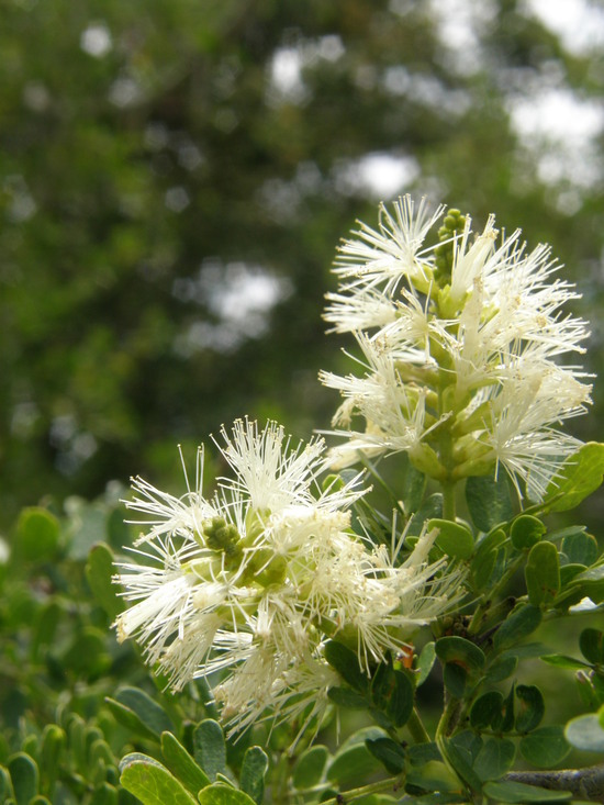 Image of Ebony Blackbead