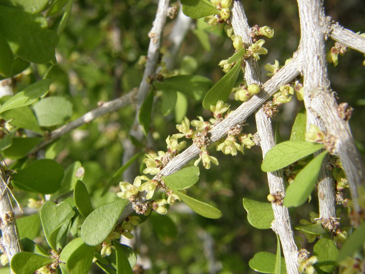 Image of desert yaupon