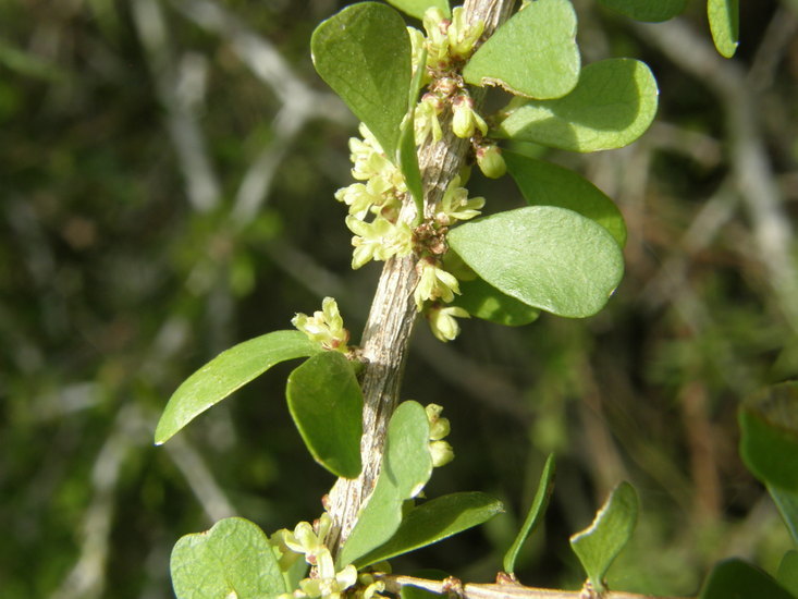 Image of desert yaupon