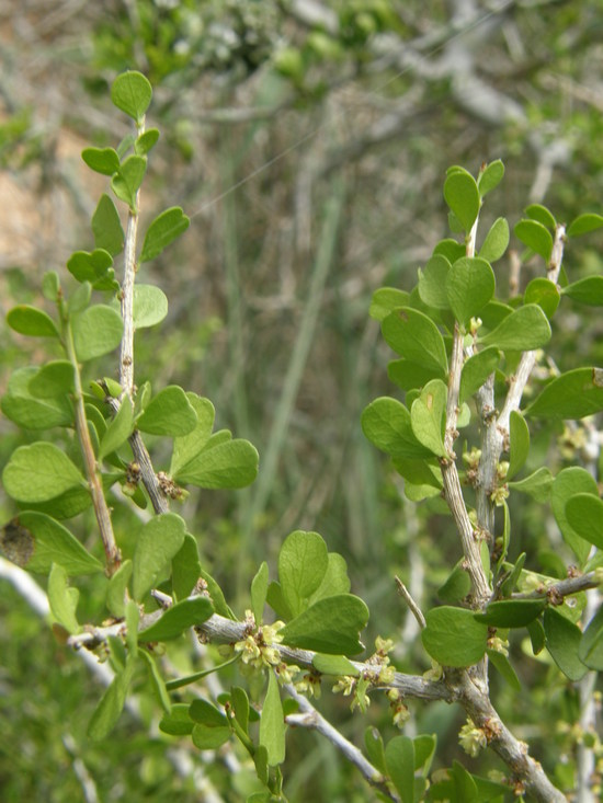 Image of desert yaupon