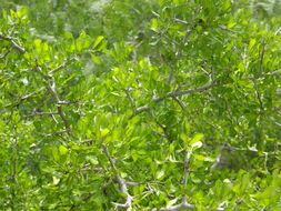 Image of Brazilian bluewood