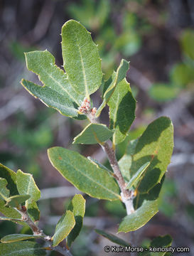 Image of Muller Oak