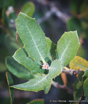 Image of Muller Oak