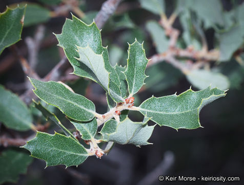 Image of Muller Oak