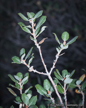 Image of Muller Oak