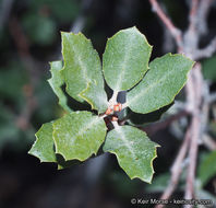 Image of Muller Oak