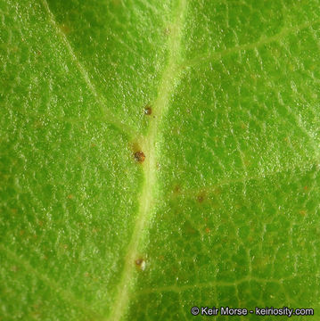 Imagem de Quercus berberidifolia Liebm.