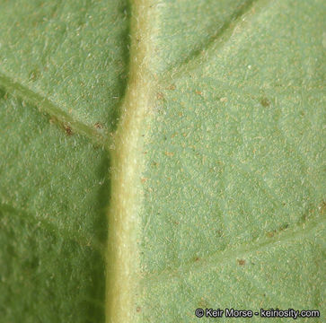 Слика од Quercus berberidifolia Liebm.