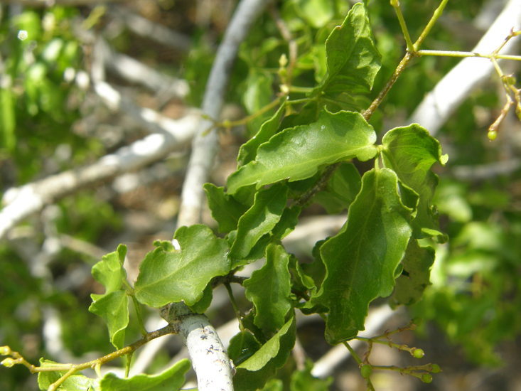 Image of Texas torchwood