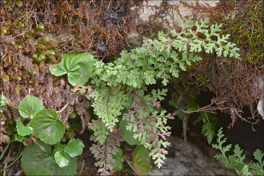 Image de Cystopteris alpina (Lam.) Desv.