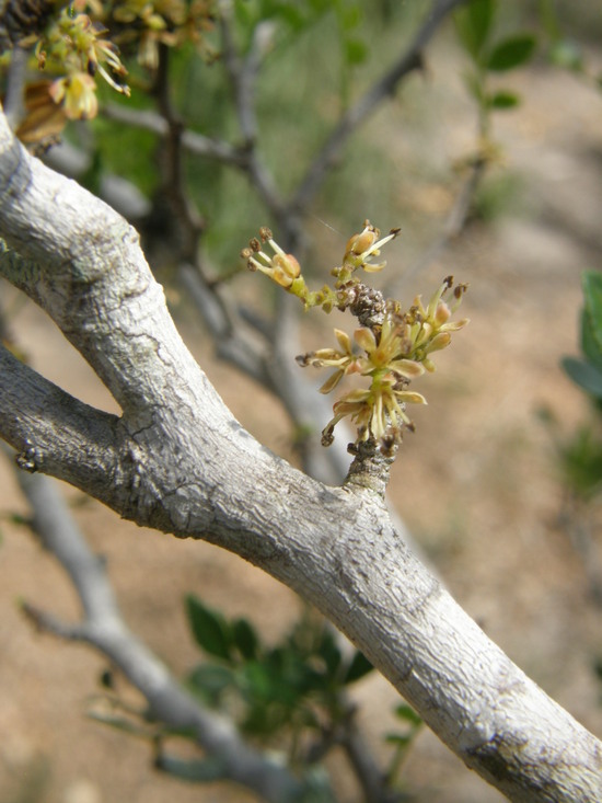 Image de Zanthoxylum fagara (L.) Sarg.