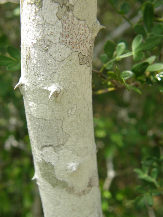 Image of lime pricklyash