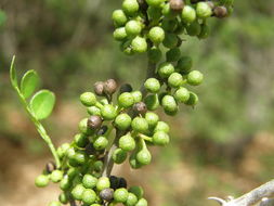 Image of lime pricklyash