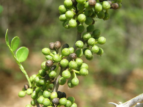 Image of lime pricklyash