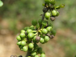 Image of lime pricklyash