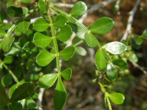 Image of lime pricklyash