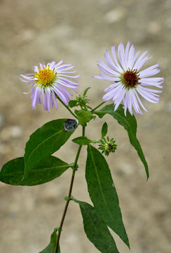 Image of Climbing-Aster