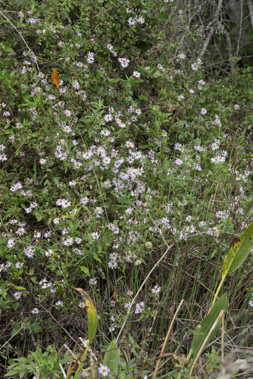 Image of Climbing-Aster